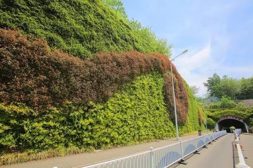 垂直绿化助力城市转型，打造健康宜人的都市环境
